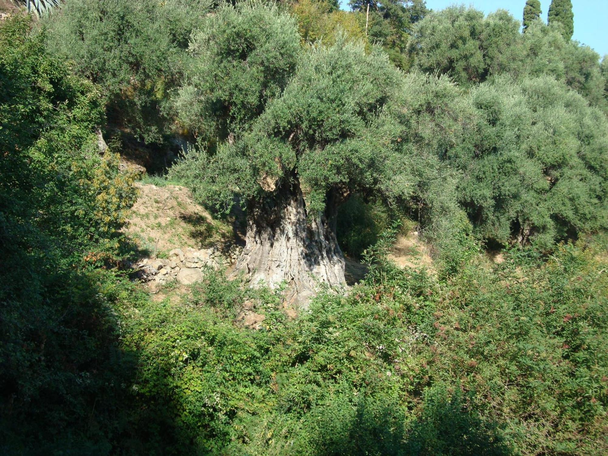 Villa Costa Di Sognu Exterior foto